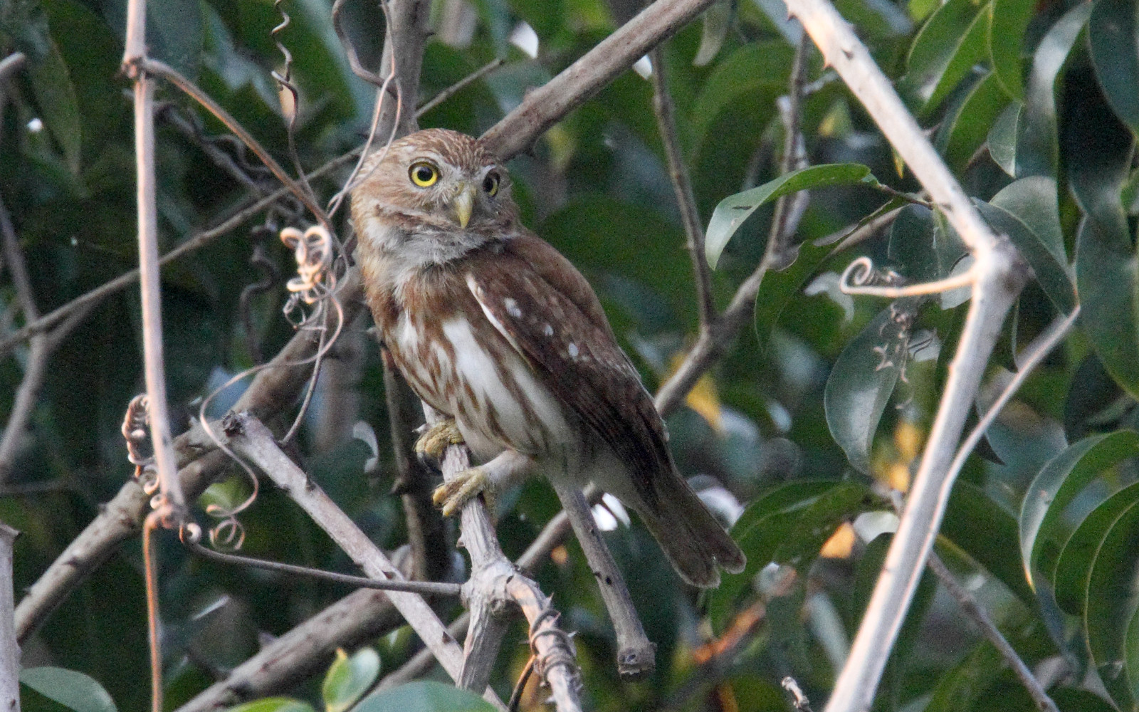 image Ferruginous Pygmy-Owl